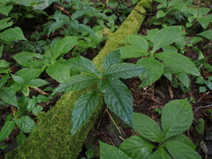Mercurialis leiocarpa