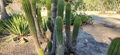 Trichocereus bridgesii