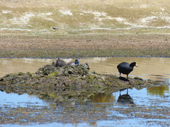Fulica gigantea