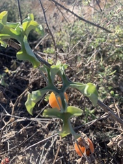Ibervillea sonorae