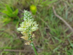 Albuca virens virens