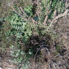 Marrubium aschersonii