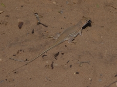 Meroles ctenodactylus