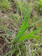 Albuca virens virens