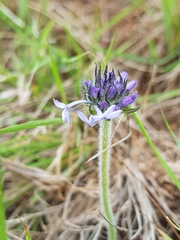 Pentanisia prunelloides