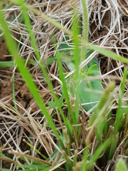 Pentanisia prunelloides