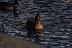 Anas platyrhynchos domesticus