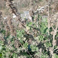 Marrubium aschersonii