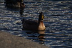 Anas platyrhynchos domesticus