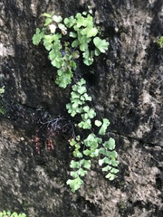 Adiantum capillus-veneris