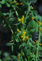 Acmispon heermannii heermannii