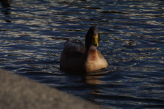Anas platyrhynchos domesticus