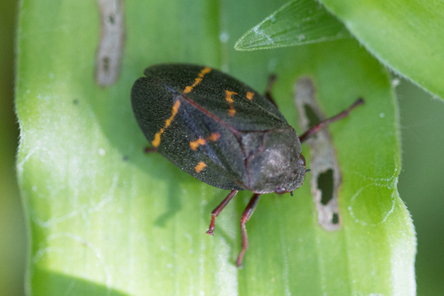 Mahanarva dabliosignata