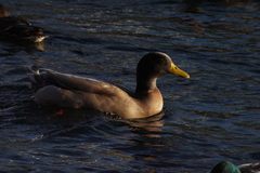 Anas platyrhynchos domesticus