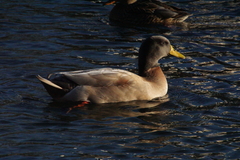 Anas platyrhynchos domesticus