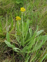 Helichrysum acutatum