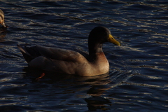 Anas platyrhynchos domesticus