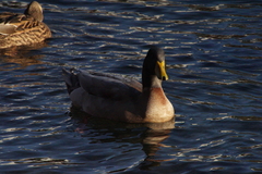 Anas platyrhynchos domesticus