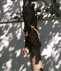 Anolis equestris