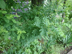 Robinia pseudoacacia