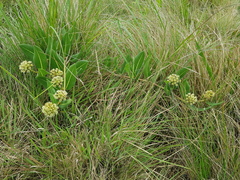 Xysmalobium acerateoides