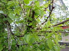 Ulmus pumila