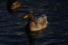 Anas platyrhynchos domesticus