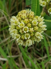 Xysmalobium acerateoides