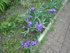 Iris