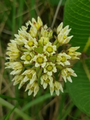 Xysmalobium acerateoides