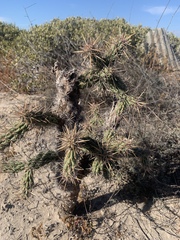 Cylindropuntia prolifera
