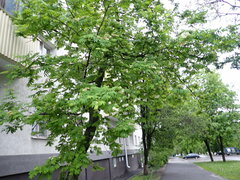 Sorbus aucuparia