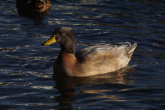 Anas platyrhynchos domesticus