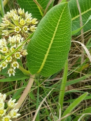 Xysmalobium acerateoides