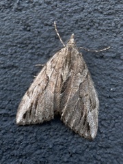 Thera cupressata