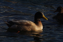 Anas platyrhynchos domesticus