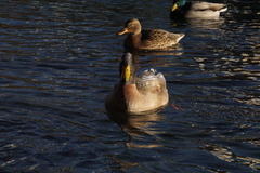 Anas platyrhynchos domesticus