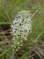 Schizocarphus nervosus