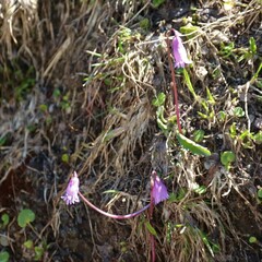 Soldanella pusilla