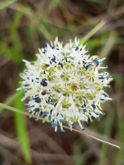 Schizocarphus nervosus