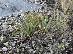 Yucca reverchonii