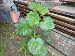 Alcea rosea