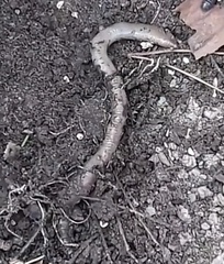Lumbricus terrestris