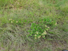 Xysmalobium acerateoides