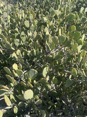 Maytenus phyllanthoides