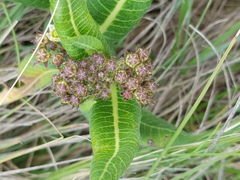 Xysmalobium acerateoides