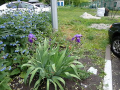 Iris