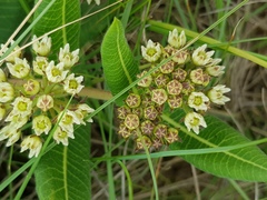 Xysmalobium acerateoides