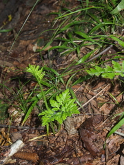 Sceptridium ternatum