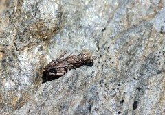Canephora hirsuta